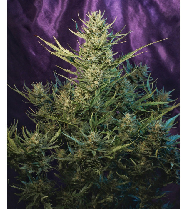 Auto Critical NL SOLDES