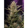Auto Critical NL SOLDES