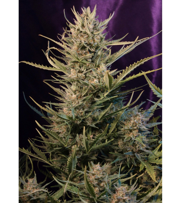 Auto Critical NL SOLDES
