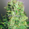 Auto Jack Afghan SOLDES