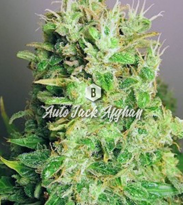 Auto Jack Afghan SOLDES