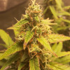 Auto Jack Afghan SOLDES