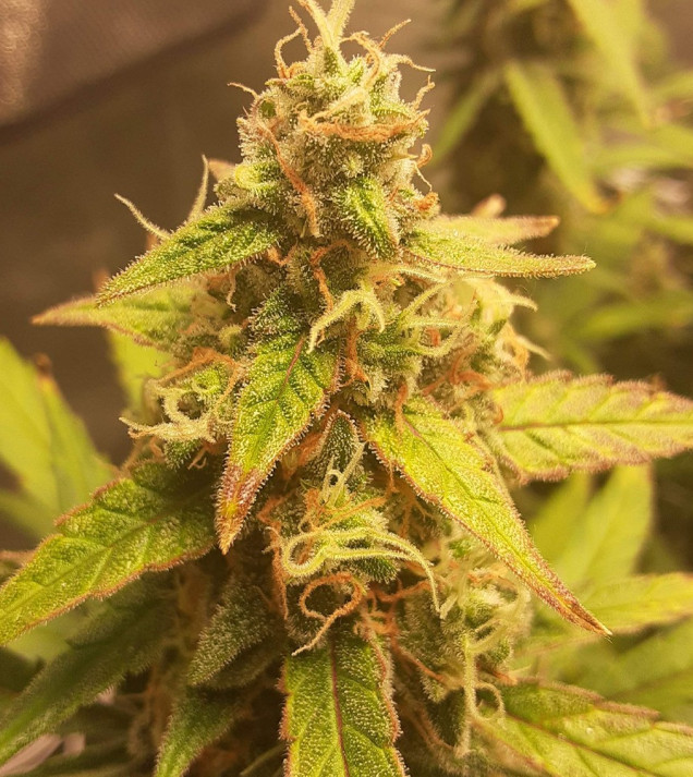 Auto Jack Afghan SOLDES