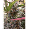 Auto Jack Afghan SOLDES