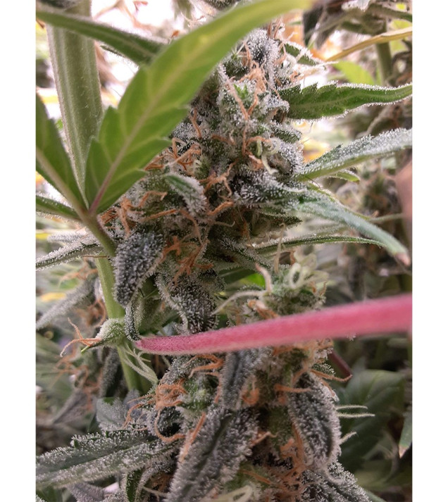 Auto Jack Afghan SOLDES