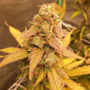 Auto Jack Afghan SOLDES