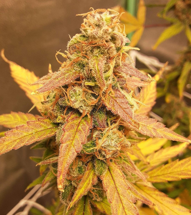 Auto Jack Afghan SOLDES