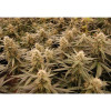 Auto Jack Afghan SOLDES