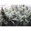 Auto Jack Afghan SOLDES