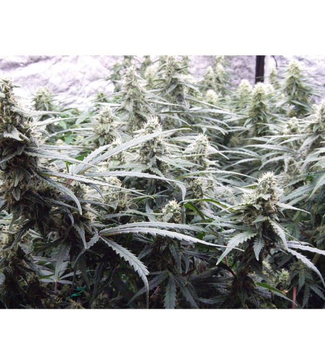 Auto Jack Afghan SOLDES