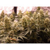 Auto Jack Afghan SOLDES
