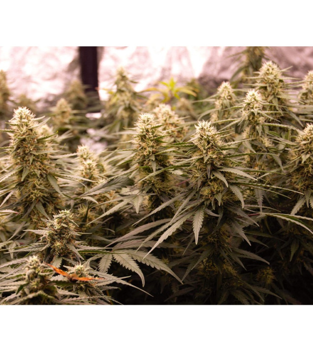 Auto Jack Afghan SOLDES