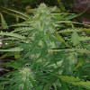 Auto Jack Afghan SOLDES