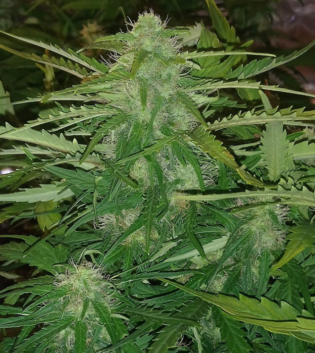 Auto Jack Afghan SOLDES