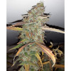 Auto Jack Afghan SOLDES