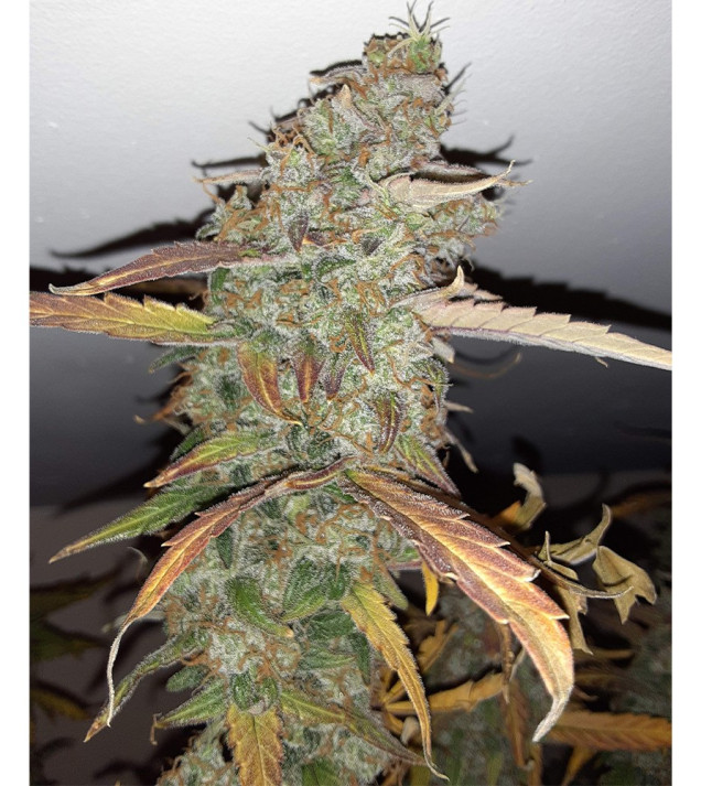 Auto Jack Afghan SOLDES