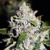 Auto Mazar Skunk SOLDES