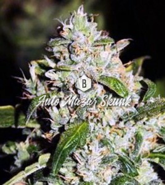 Auto Mazar Skunk SOLDES