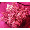 Auto Mazar Skunk SOLDES