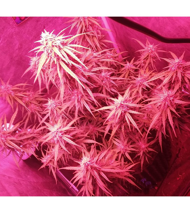 Auto Mazar Skunk SOLDES