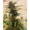 Auto Mazar Skunk SOLDES