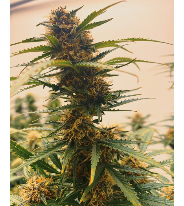 Auto Mazar Skunk SOLDES