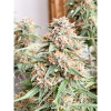 Auto Mazar Skunk SOLDES