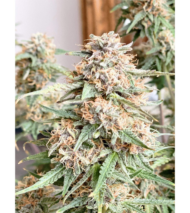 Auto Mazar Skunk SOLDES