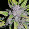 Auto Cheese XL SOLDES