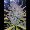 Auto Cheese XL SOLDES