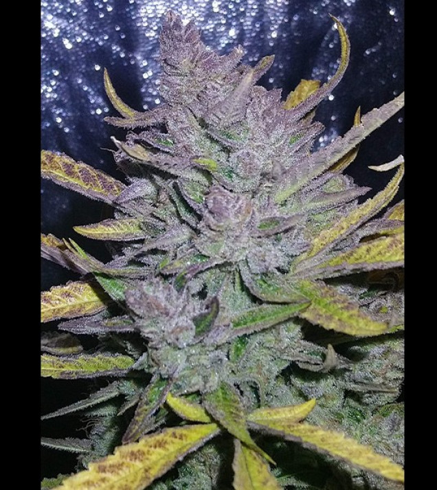 Auto Cheese XL SOLDES
