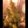Auto Cheese XL SOLDES