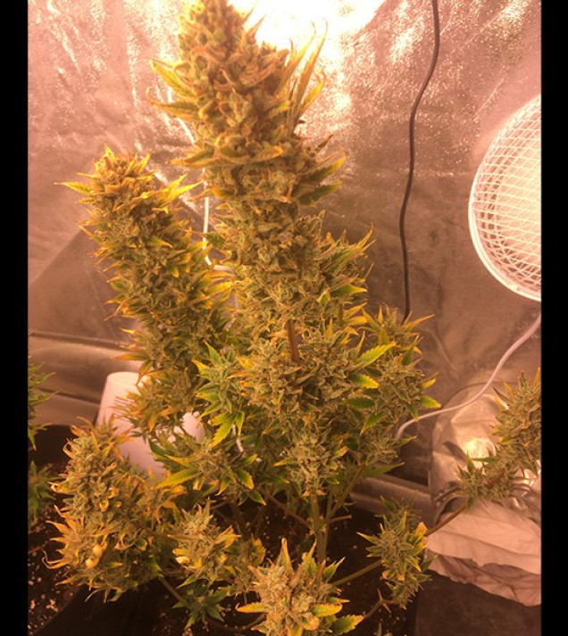 Auto Cheese XL SOLDES