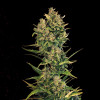 Auto Cheese XL SOLDES