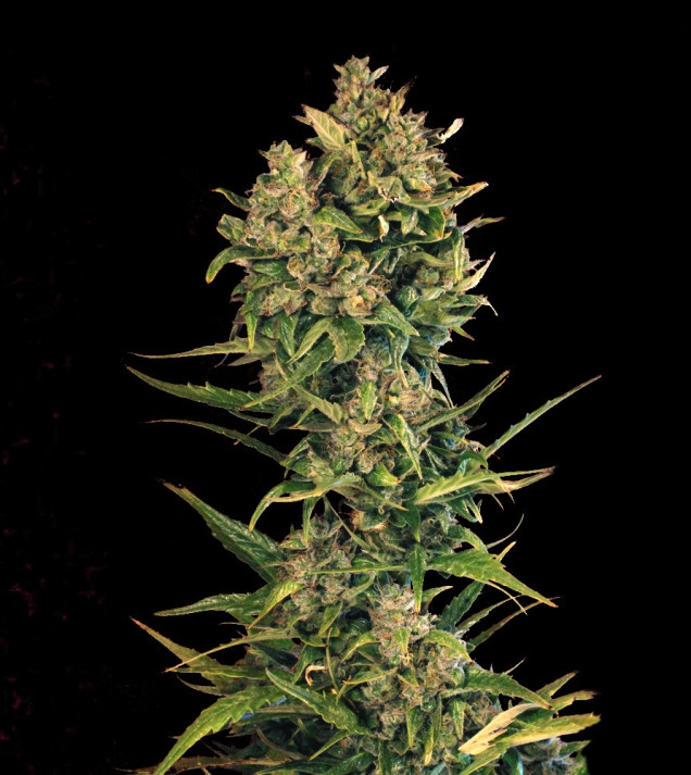 Auto Cheese XL SOLDES