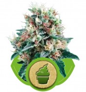 Royal Creamatic SOLDES