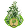 Royal Critical Automatic SOLDES