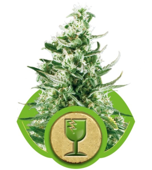 Royal Critical Automatic SOLDES