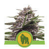 Royal Gorilla Automatic SOLDES