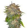 Caramel SOLDES