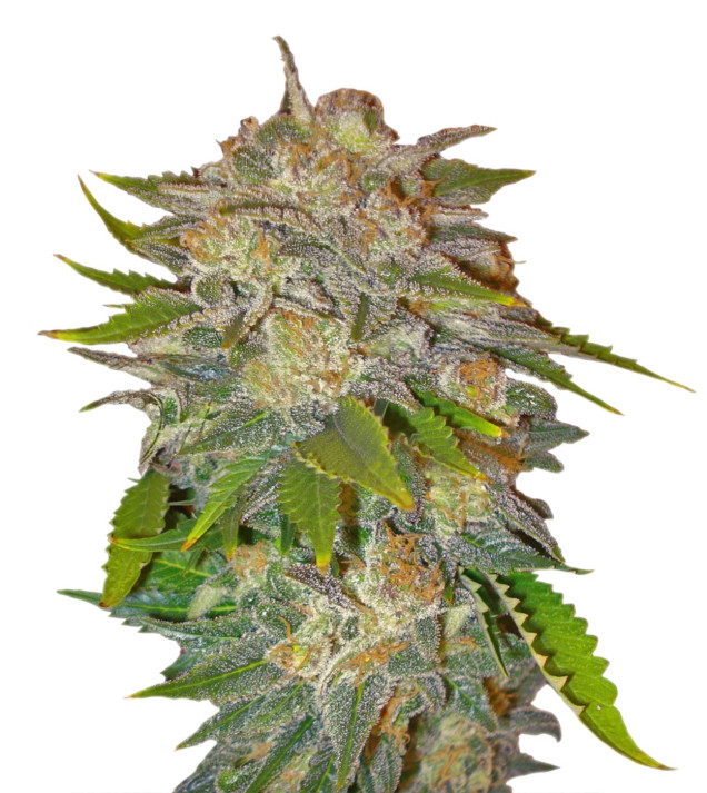 Caramel SOLDES