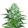 Hash Plant SOLDES