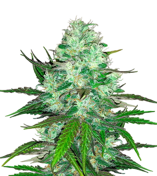 Hash Plant SOLDES