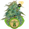 Royal Haze Automatic SOLDES