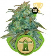 Royal Haze Automatic SOLDES