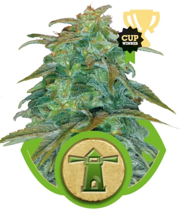 Royal Haze Automatic SOLDES