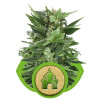 Royal Kush Automatic SOLDES