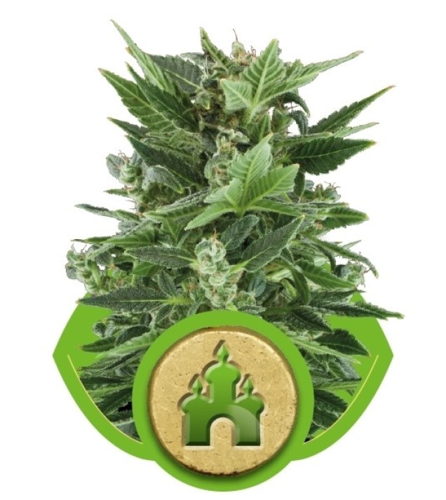 Royal Kush Automatic SOLDES