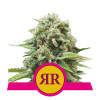 Royal Runtz SOLDES