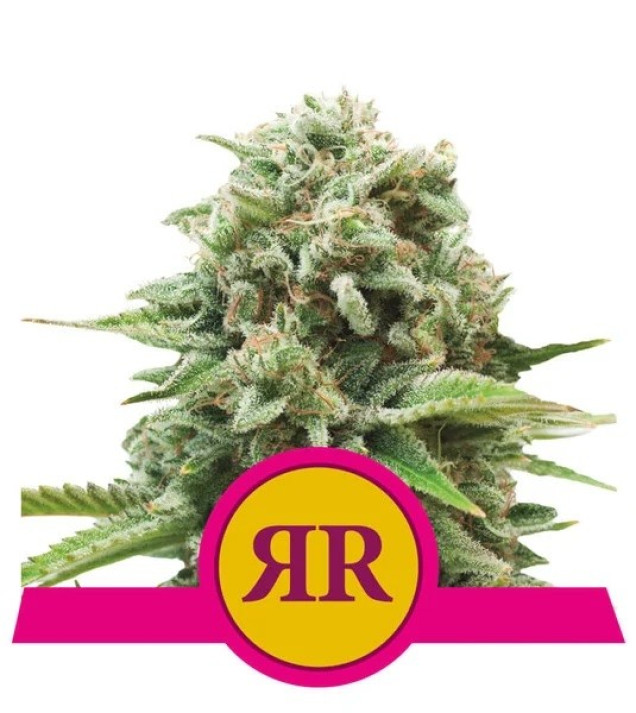 Royal Runtz SOLDES